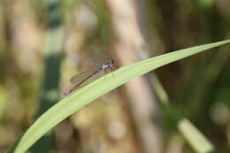 Coenagrion pulchellum (Vander Linden 1825) resmi