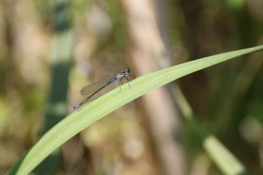 Imagem de Coenagrion pulchellum (Vander Linden 1825)