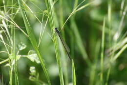 Imagem de Coenagrion pulchellum (Vander Linden 1825)