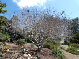 Image of California buckeye