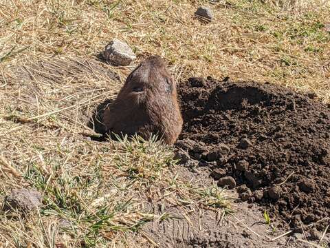 Image of smoky pocket gopher