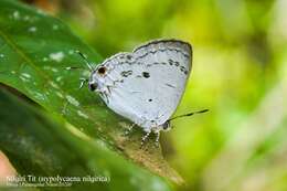 Слика од Hypolycaena nilgirica