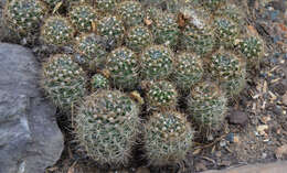 Echinopsis tiegeliana (Wessner) D. R. Hunt resmi