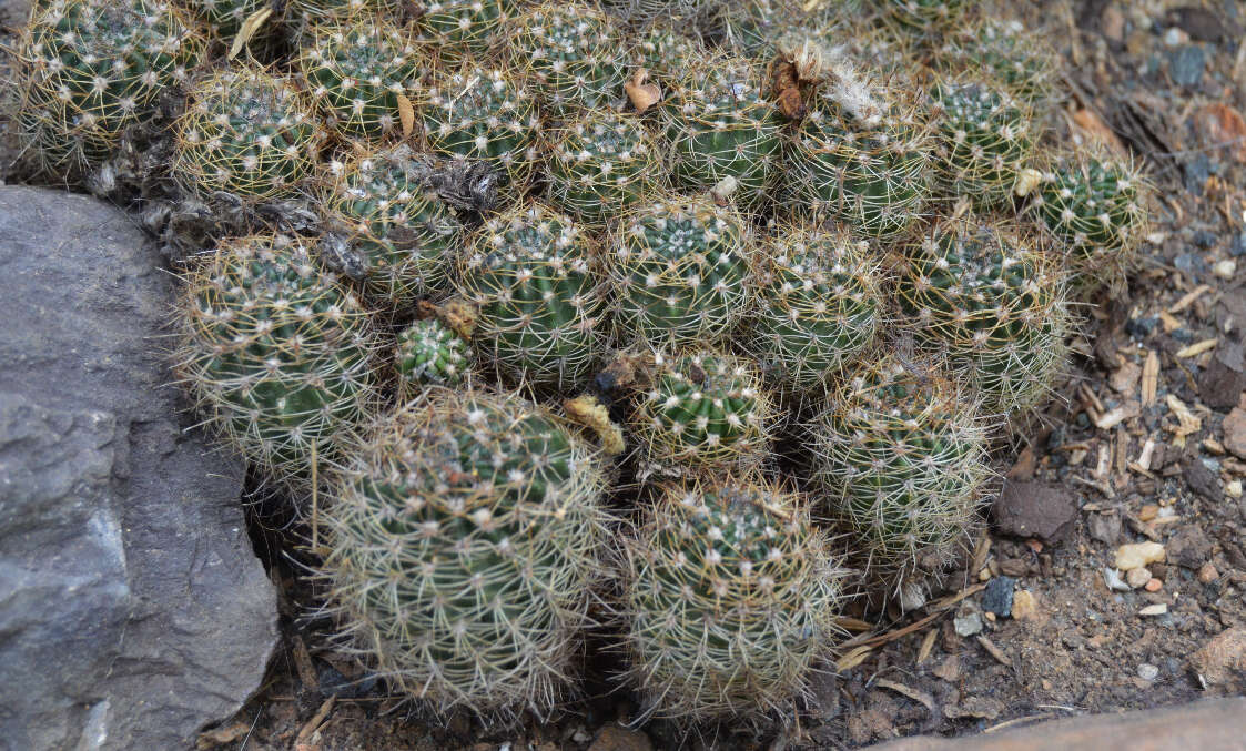 Image of Echinopsis tiegeliana (Wessner) D. R. Hunt