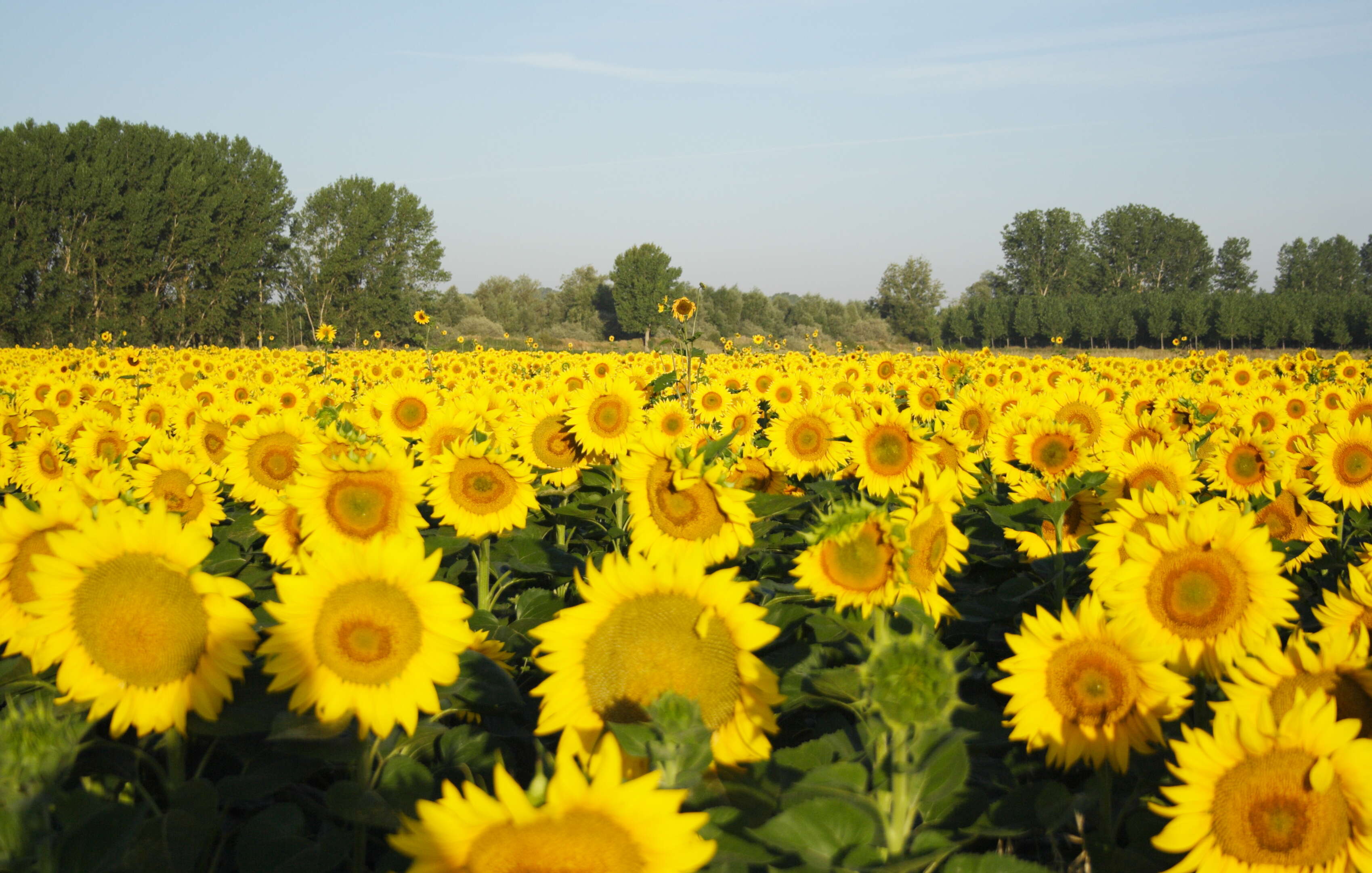 Image of common sunflower