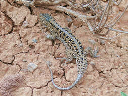 Image of Acanthodactylus ilgazi