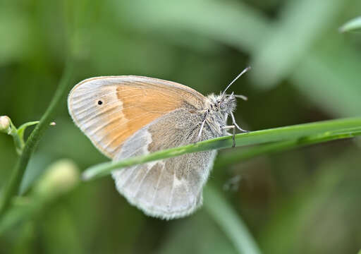 Image of Coenonympha california Westwood (1851)