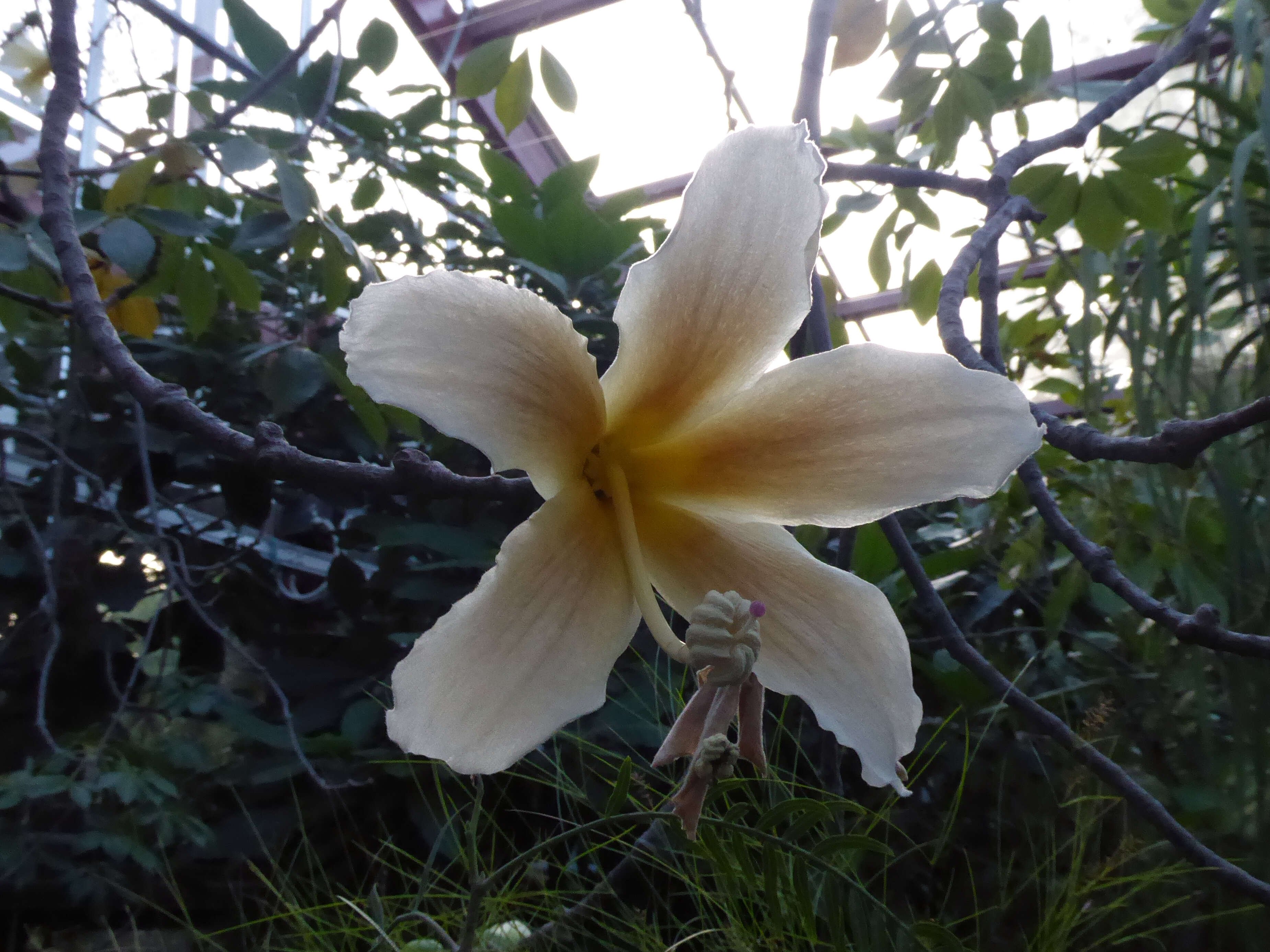 Image de Ceiba insignis (Kunth) P. E. Gibbs & J. Semir