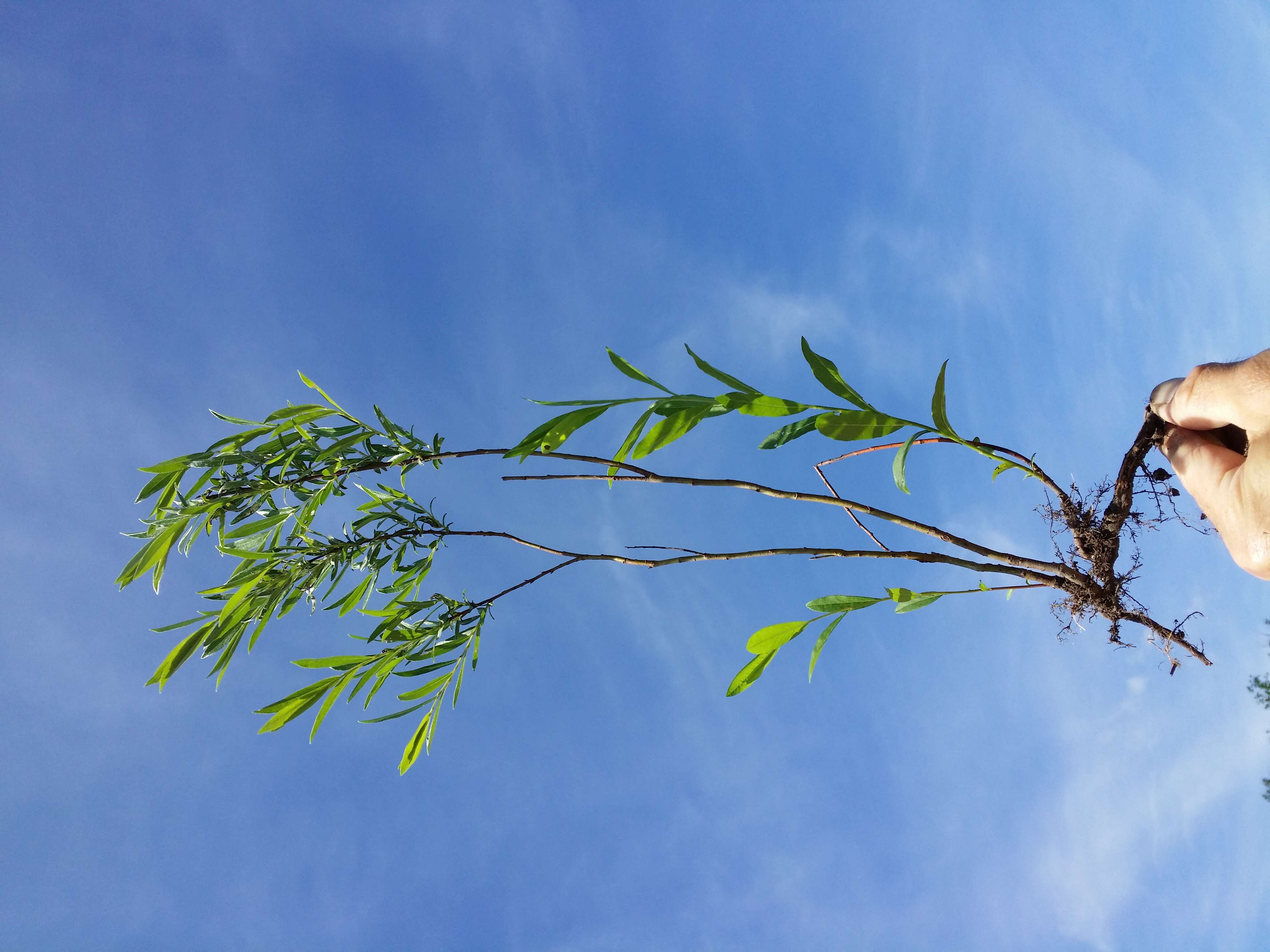 Image of creeping willow