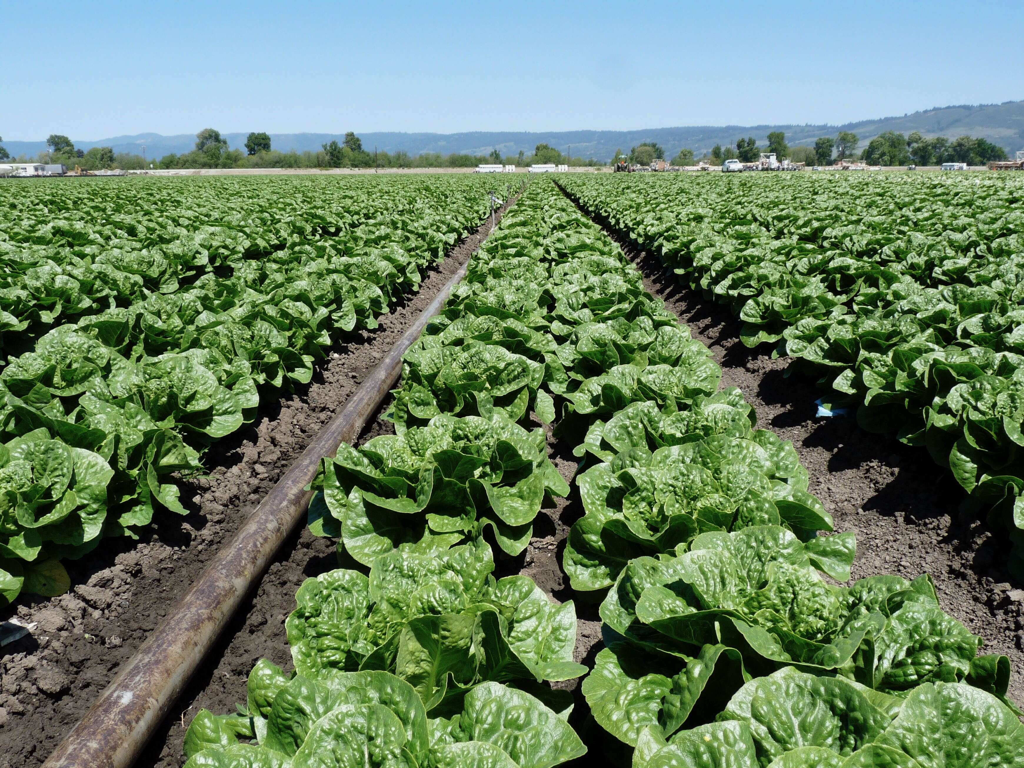 Image of garden lettuce