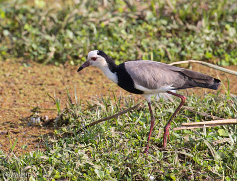 Image of Long-toed Lapwing