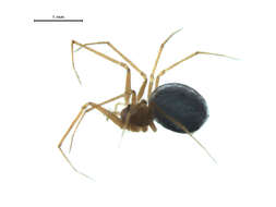 Image of Usofila pacifica (Banks 1894)