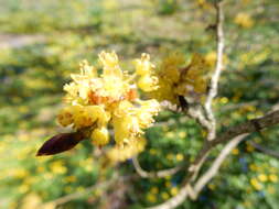 Image of Lindera obtusiloba Bl.