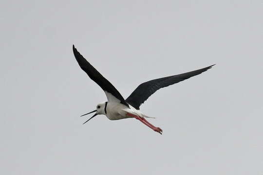 Image of Pied Stilt