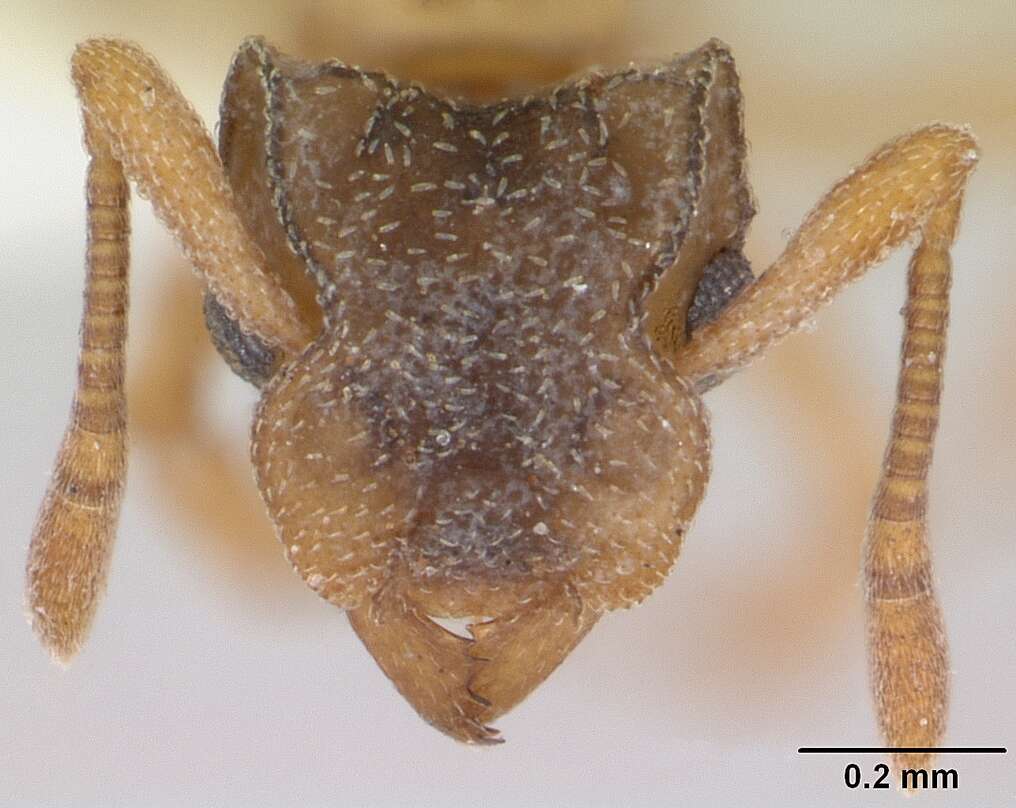 Image de Cyphomyrmex rimosus (Spinola 1851)