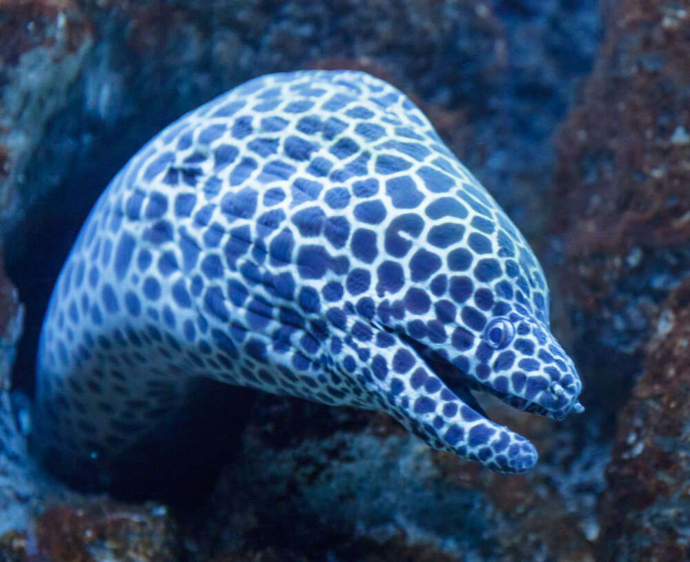 Image of honeycomb moray