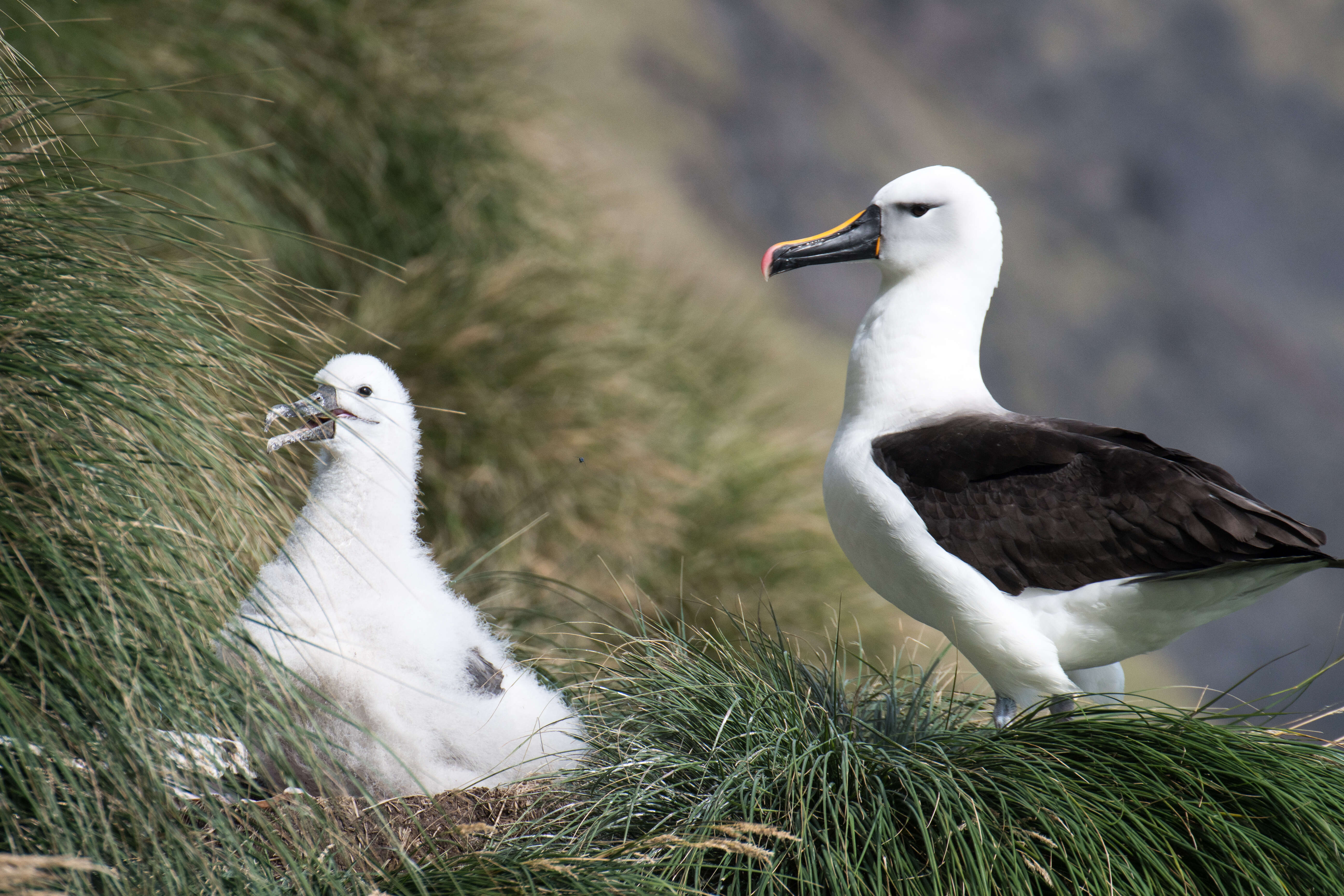 Image de Albatros de Carter