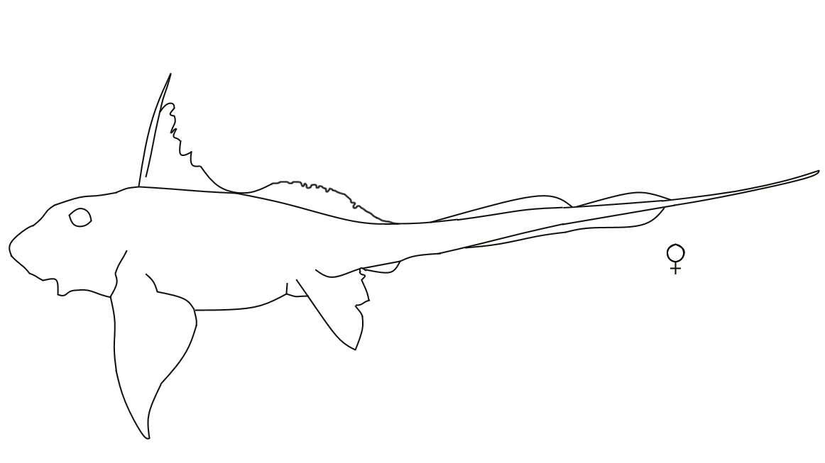 Image of Whitespot Ghostshark