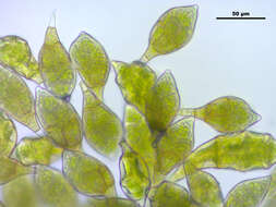 Image of aulacomnium moss