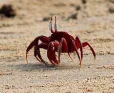 Image of red ghost crab