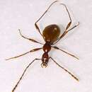Image of Blind Cave Beetle