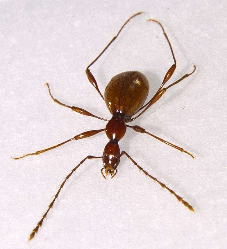 Image of Blind Cave Beetle