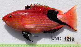 Image of Blackfin hogfish