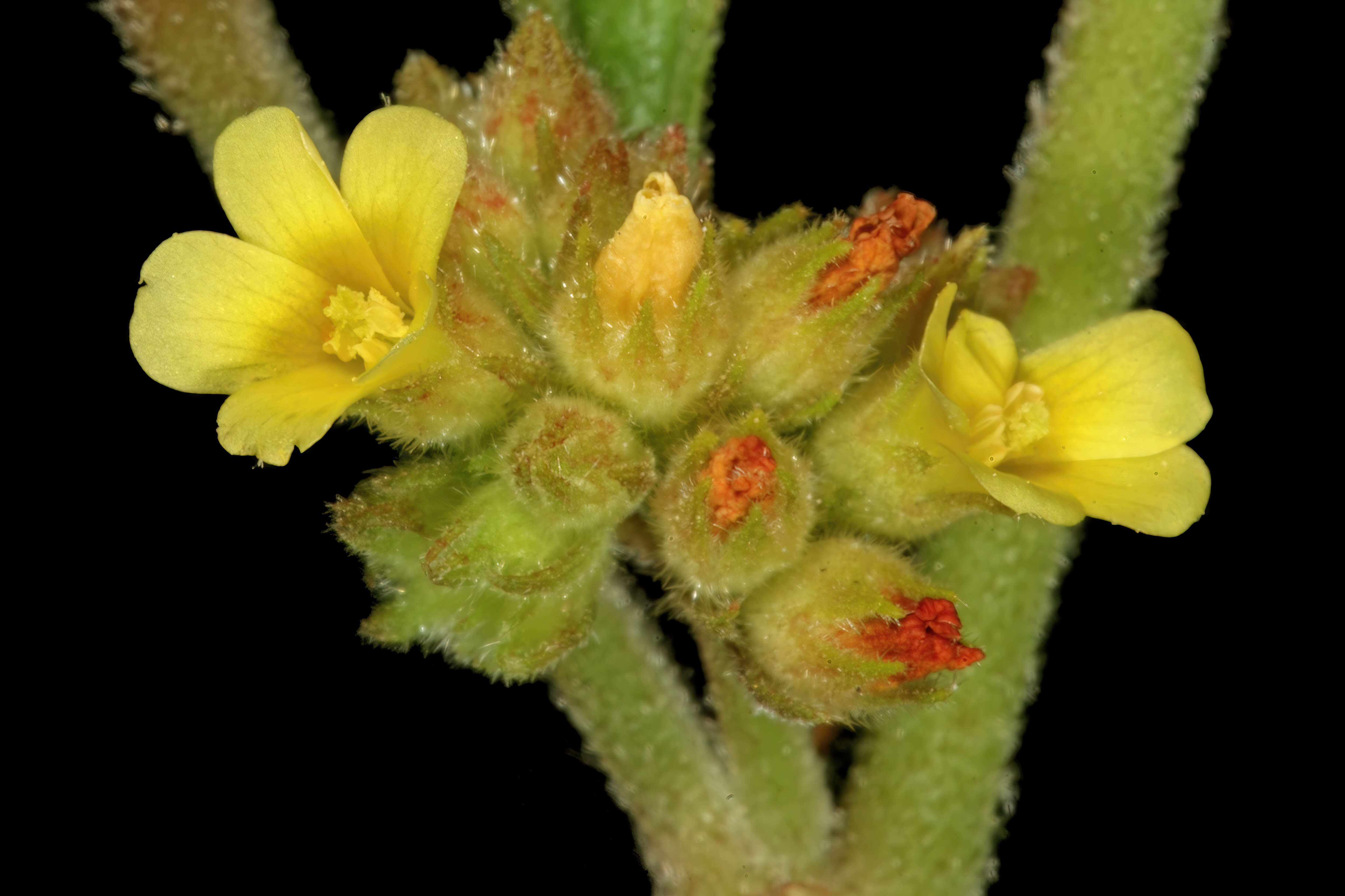 Image de Waltheria indica L.