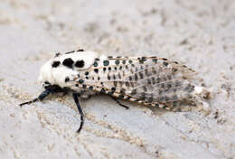 Image of leopard moth