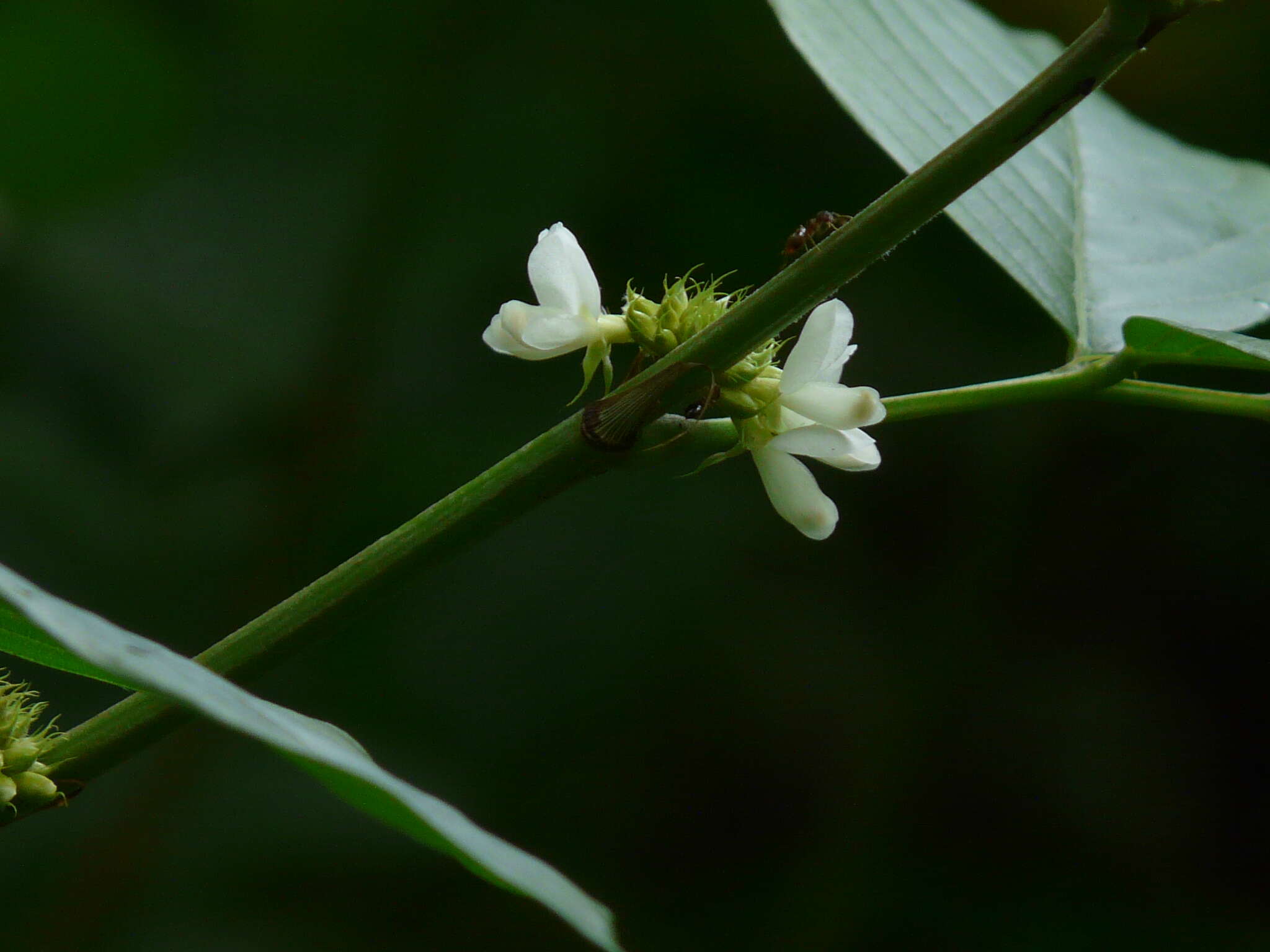 Image of Dendrolobium triangulare (Retz.) Schindl.