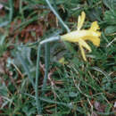 Image of Narcissus minor