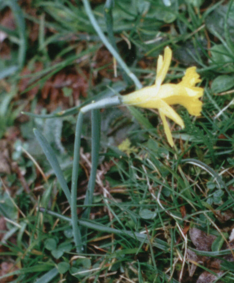 Image of Narcissus minor