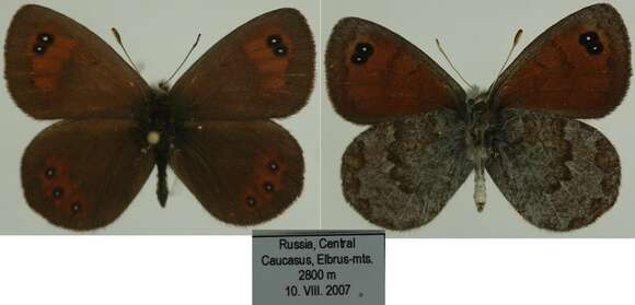 Image of Erebia iranica Grum-Grshimailo 1894