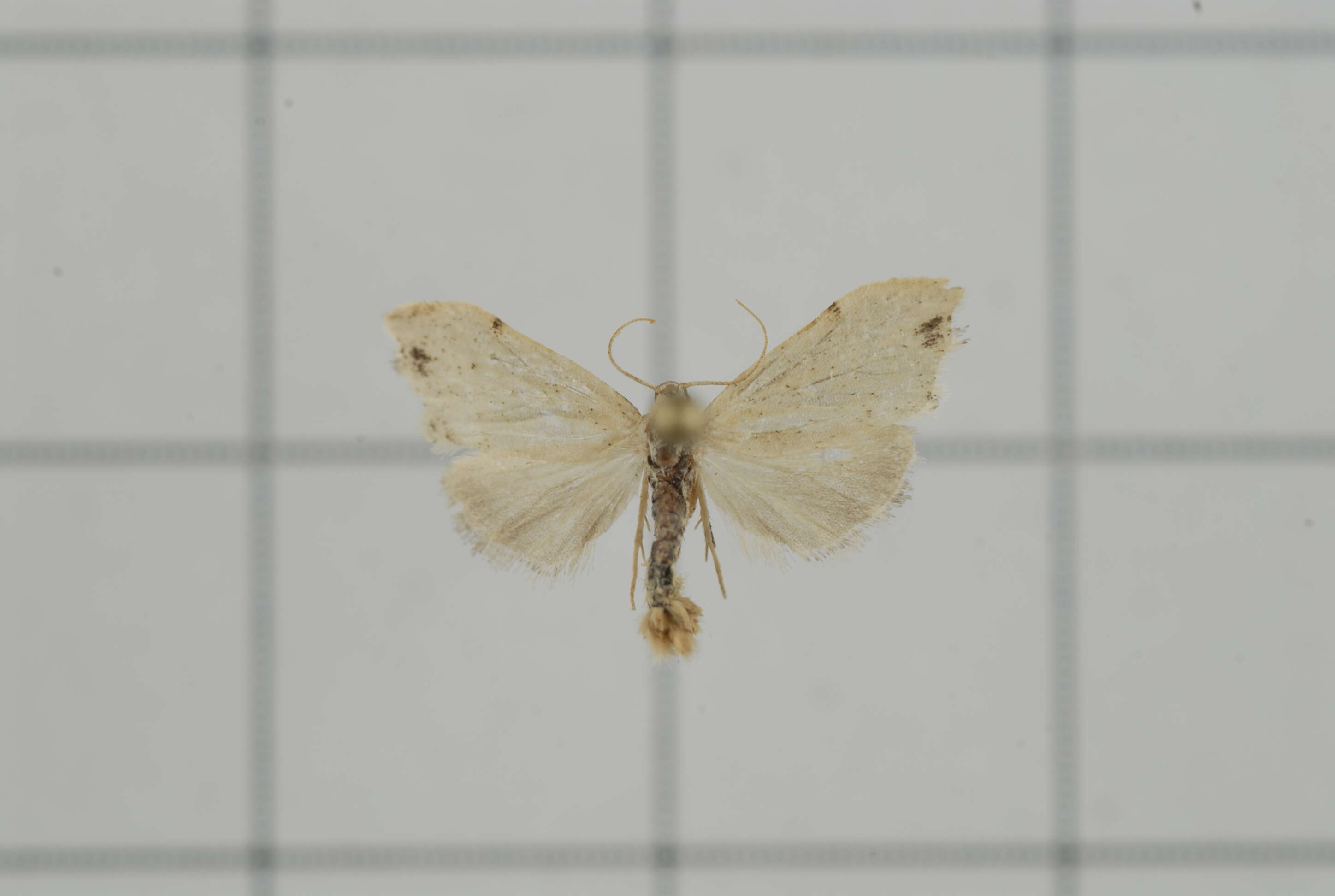 Image of Oxacme cretacea