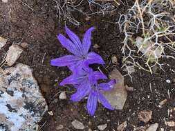 Image of Colchicum macrophyllum B. L. Burtt