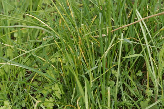 Image of Puccinia liliacearum Duby 1830