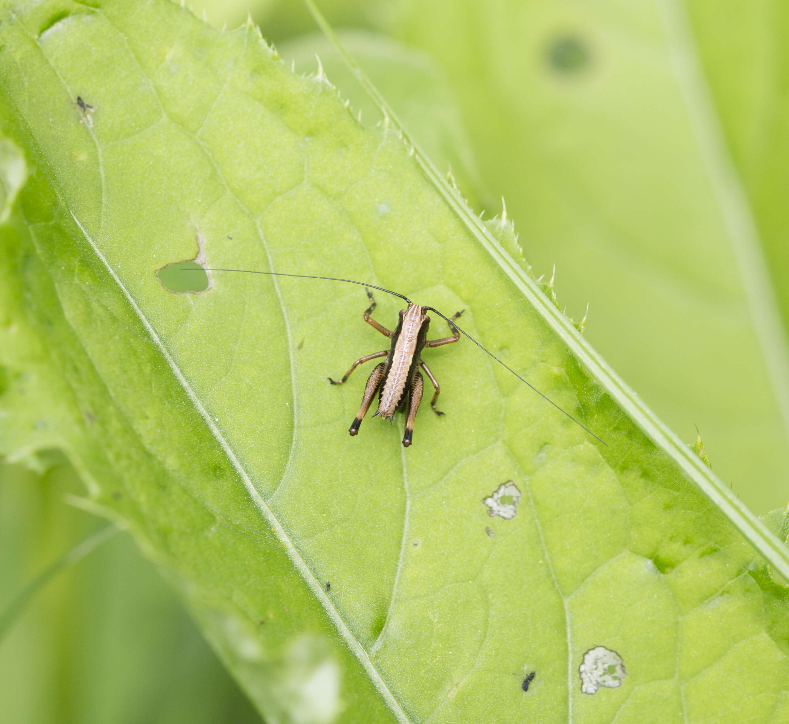 Image of dark bush-cricket