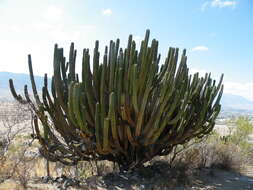 Image of Myrtillocactus schenckii (J. A. Purpus) Britton & Rose