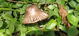 Image of Dark scaled mushroom