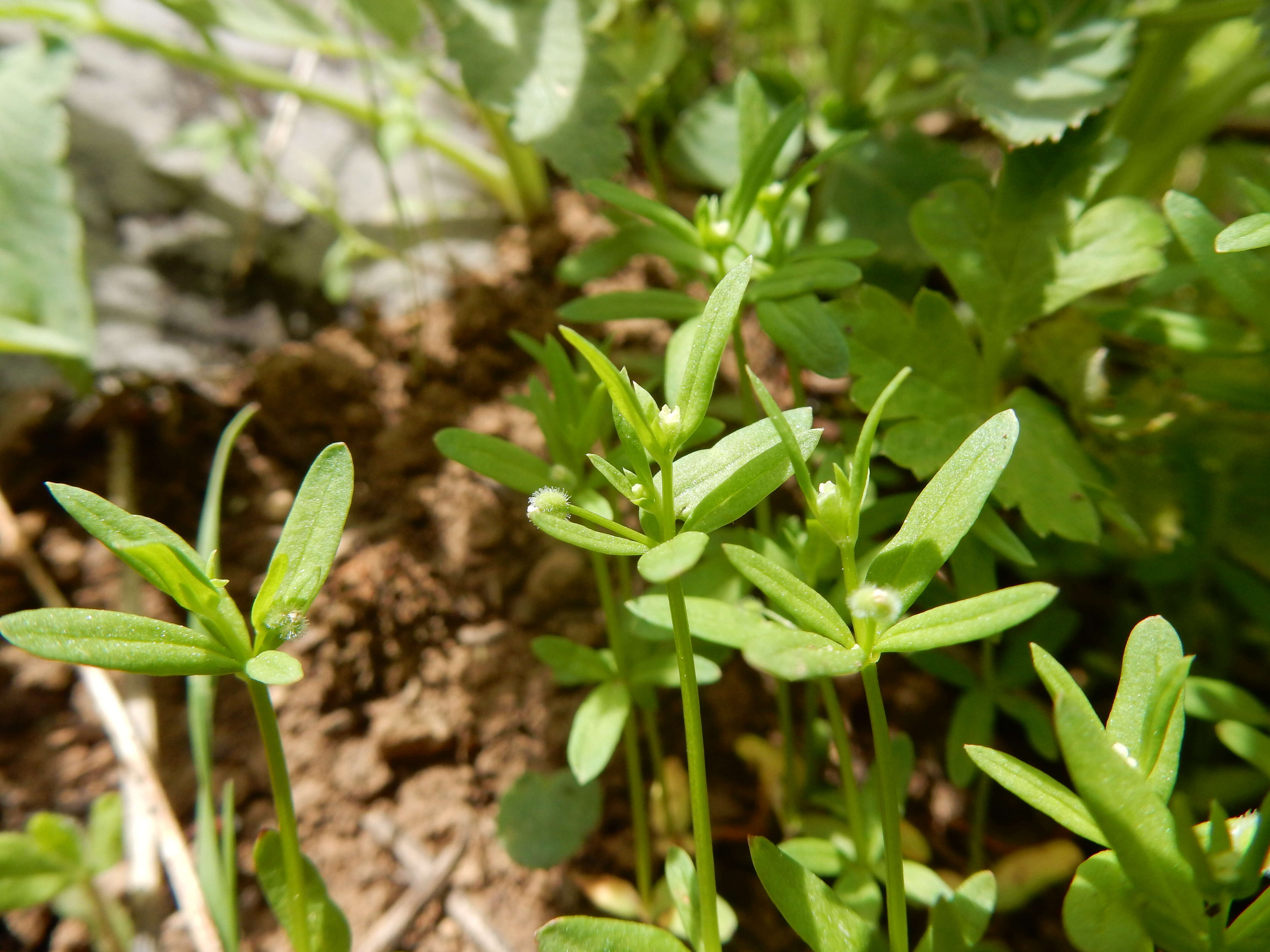 Image of twinleaf bedstraw