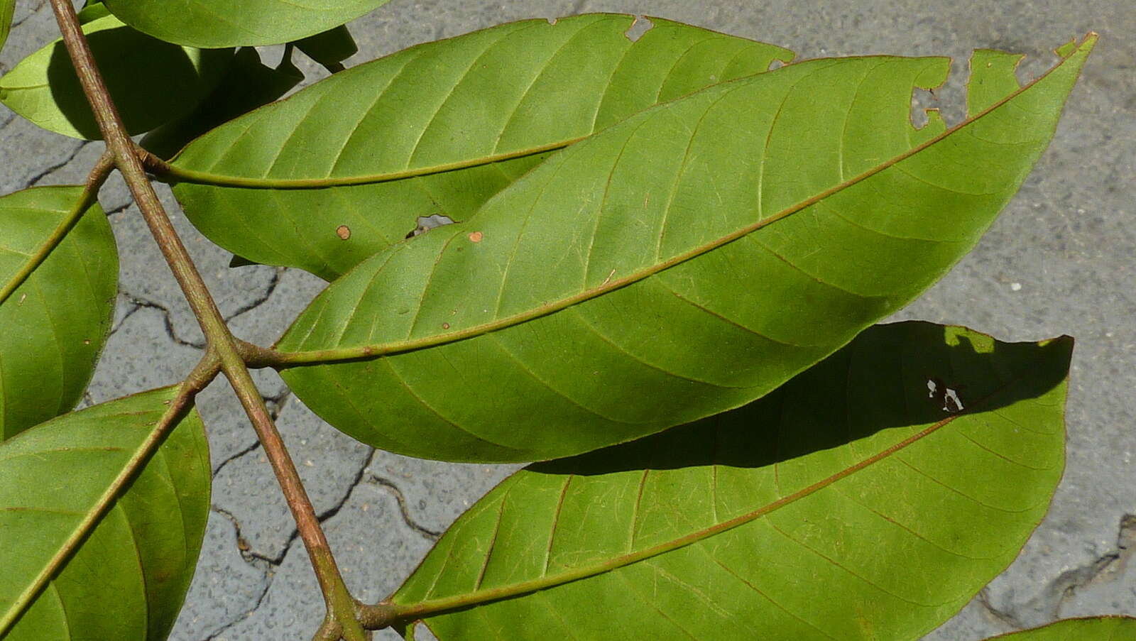 Image of American muskwood