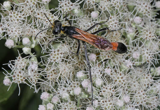 Image of Ammophila pictipennis Walsh 1869