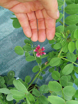 Plancia ëd Hedysarum coronarium L.