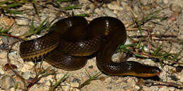 Image of Delta Crayfish Snake