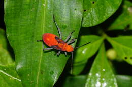 Leptocoris resmi