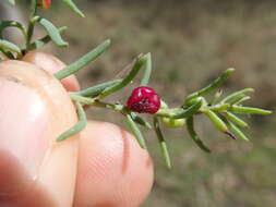 Imagem de Enchylaena tomentosa R. Br.