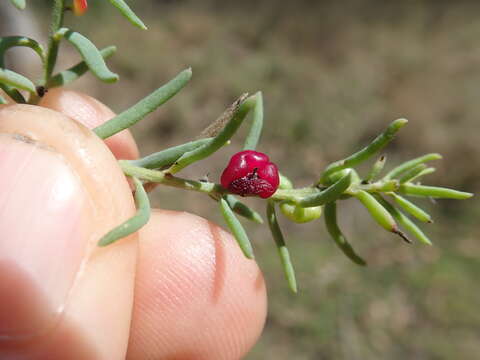 Image of barrier saltbush