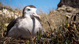 Image of Amsterdam Albatross