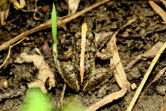 Image of Minervarya agricola (Jerdon 1853)