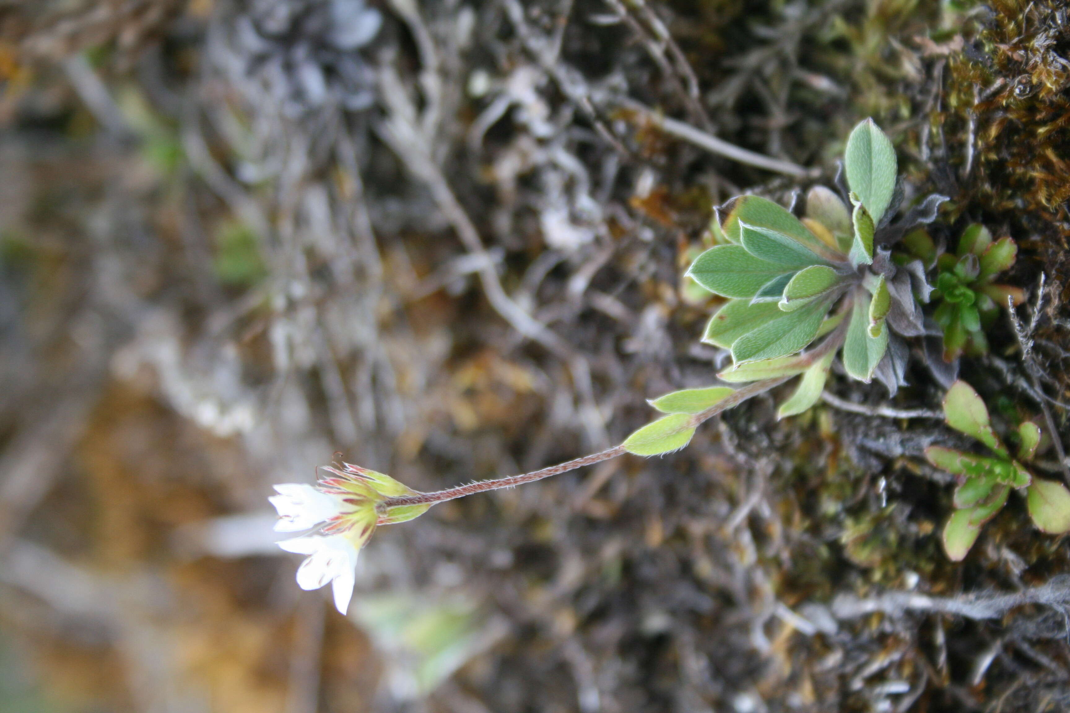 Image de Myosotis eximia Petrie